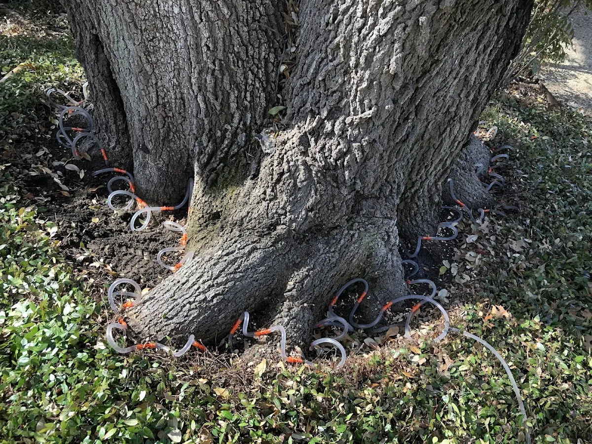 Detailed Tree Cabling and Bracing job site in Wray