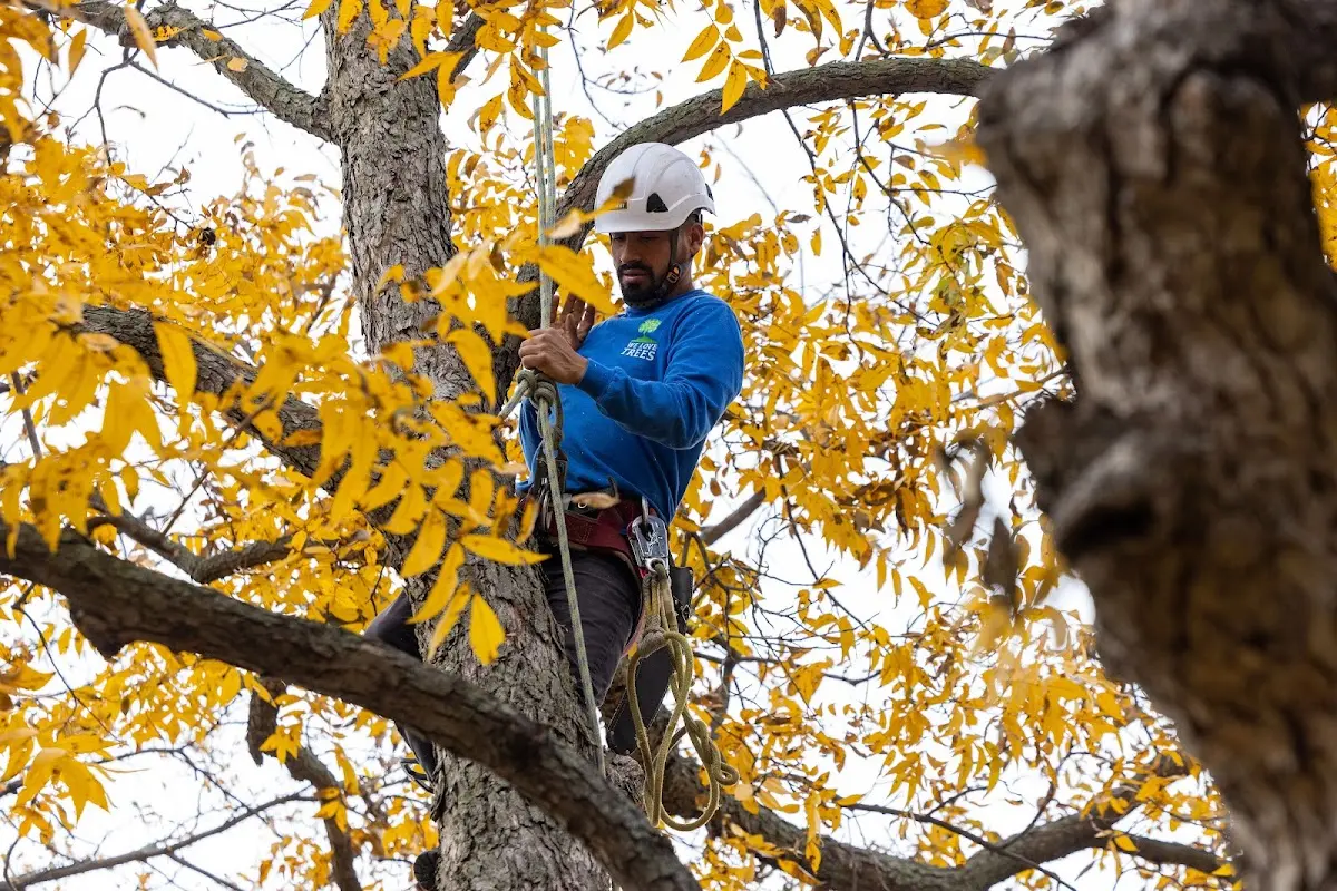 Skilled Tree Trimming crew working in Wray
